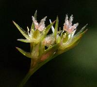 Juncus tenuis image