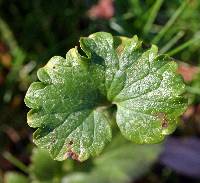 Glechoma hederacea image