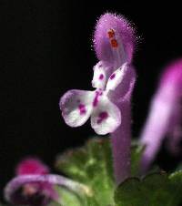 Lamium amplexicaule image