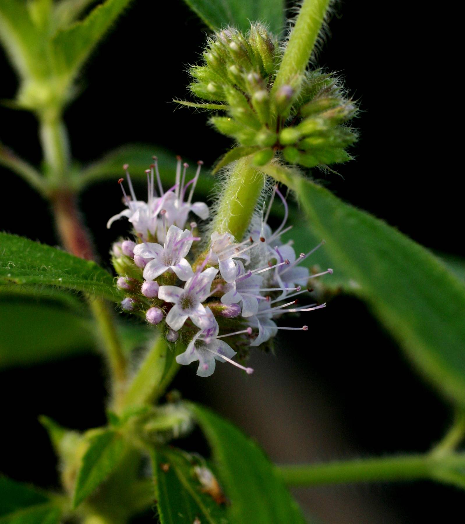 Mentha canadensis image