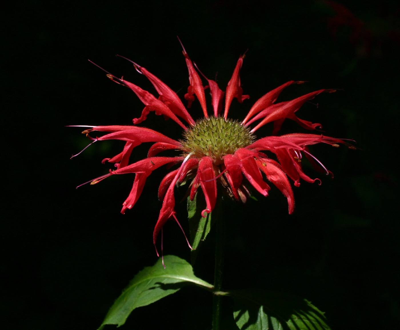 Monarda didyma image