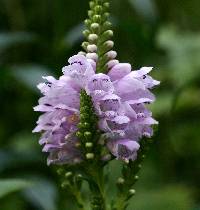 Physostegia virginiana image