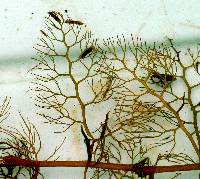 Utricularia macrorhiza image