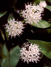 Image of Clintonia umbellulata