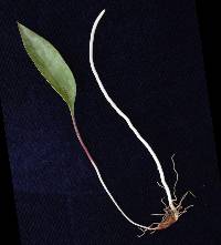 Erythronium americanum image