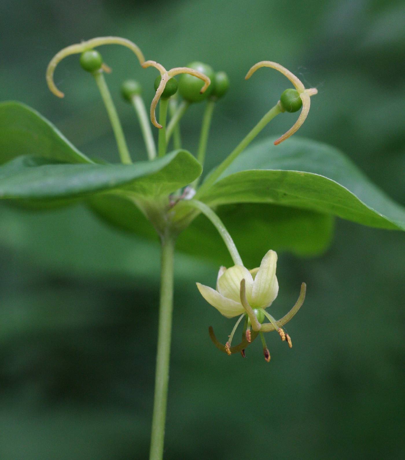 Medeola virginiana image