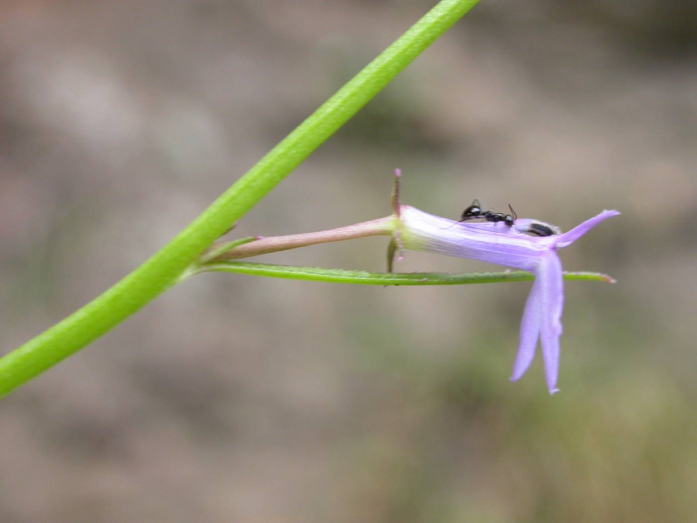 Grammatotheca bergiana image