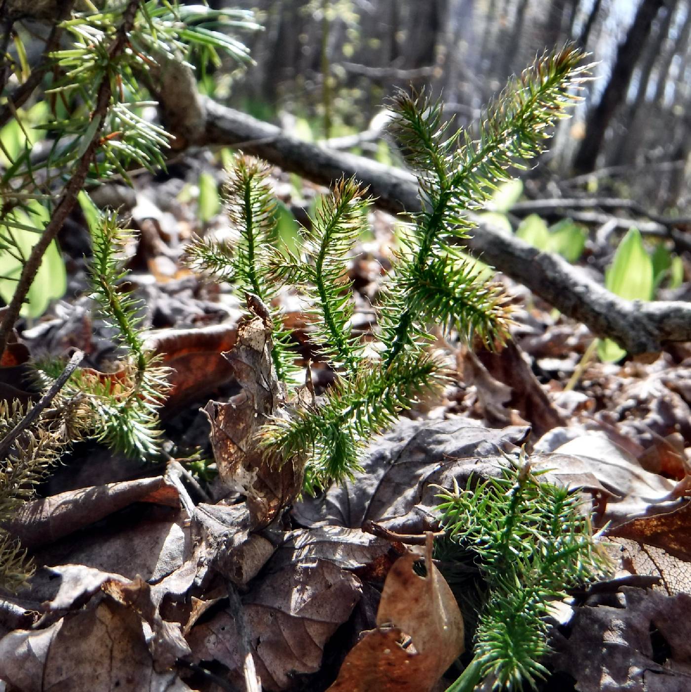 Lycopodiaceae image