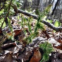 Lycopodium clavatum image