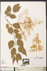 Syringa amurensis var. japonica image