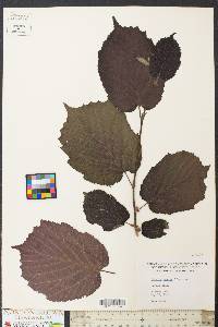 Corylus maxima image