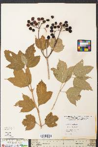 Viburnum trilobum image