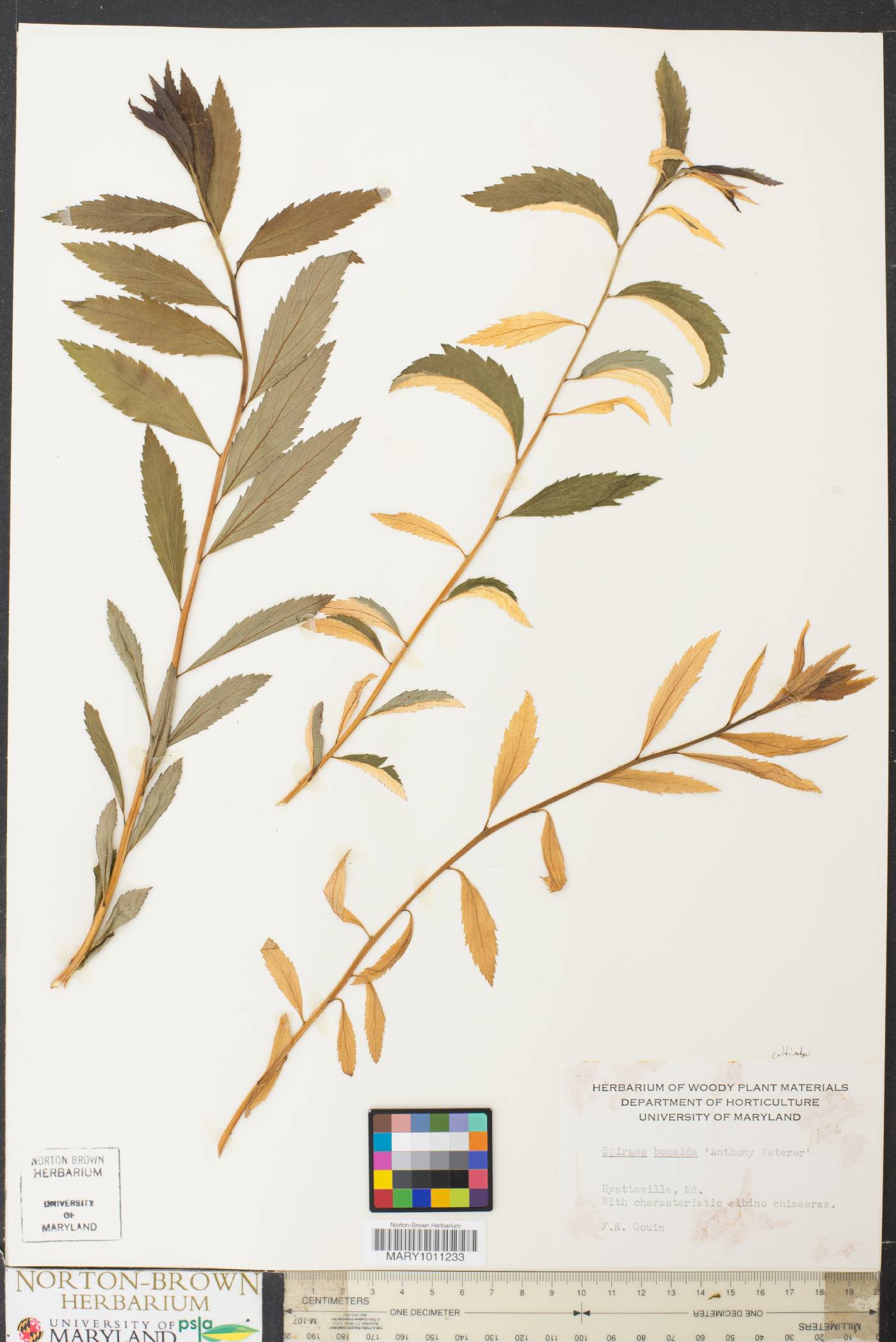 Spiraea x bumalda image