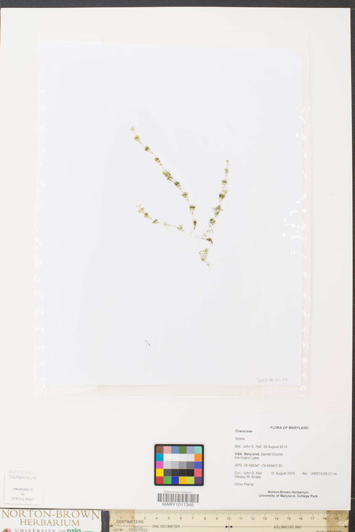 Nitella image