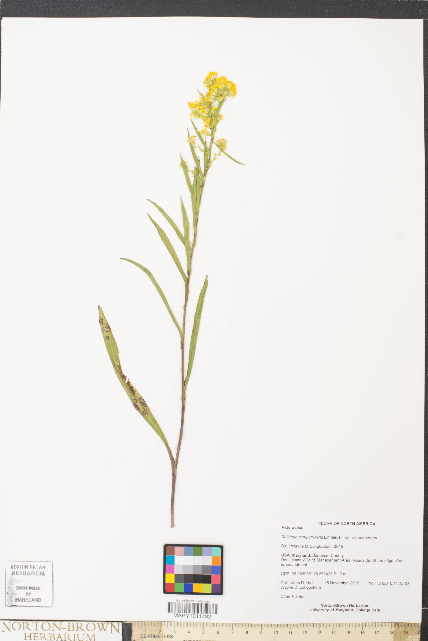 Solidago sempervirens var. sempervirens image