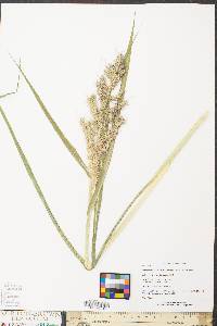 Echinochloa muricata var. muricata image