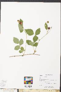 Rubus flagellaris image