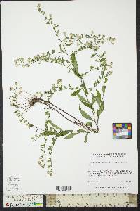 Symphyotrichum lateriflorum var. lateriflorum image