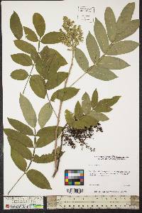 Rhus copallinum image