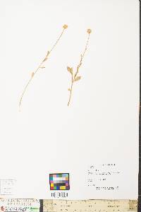 Polygala lutea image