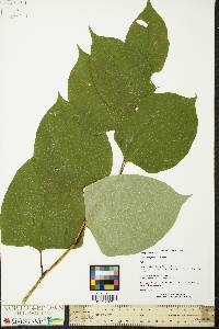 Reynoutria japonica image