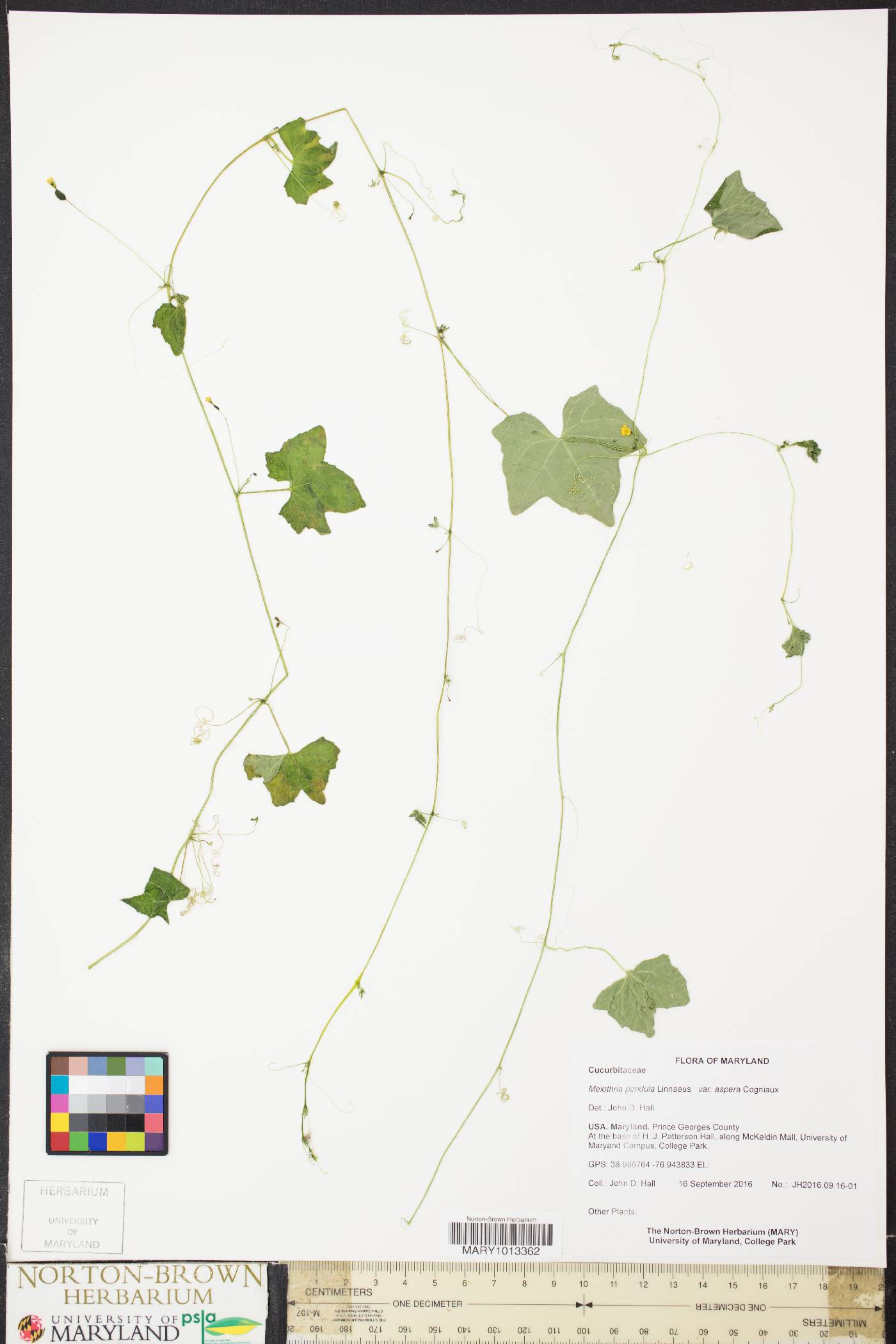 Melothria pendula var. aspera image