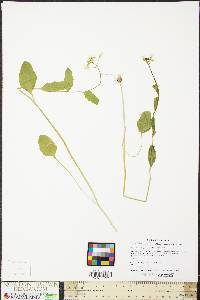 Cardamine bulbosa image