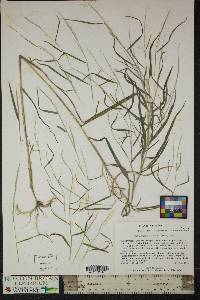 Muhlenbergia sylvatica image