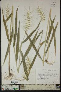 Elymus hystrix image