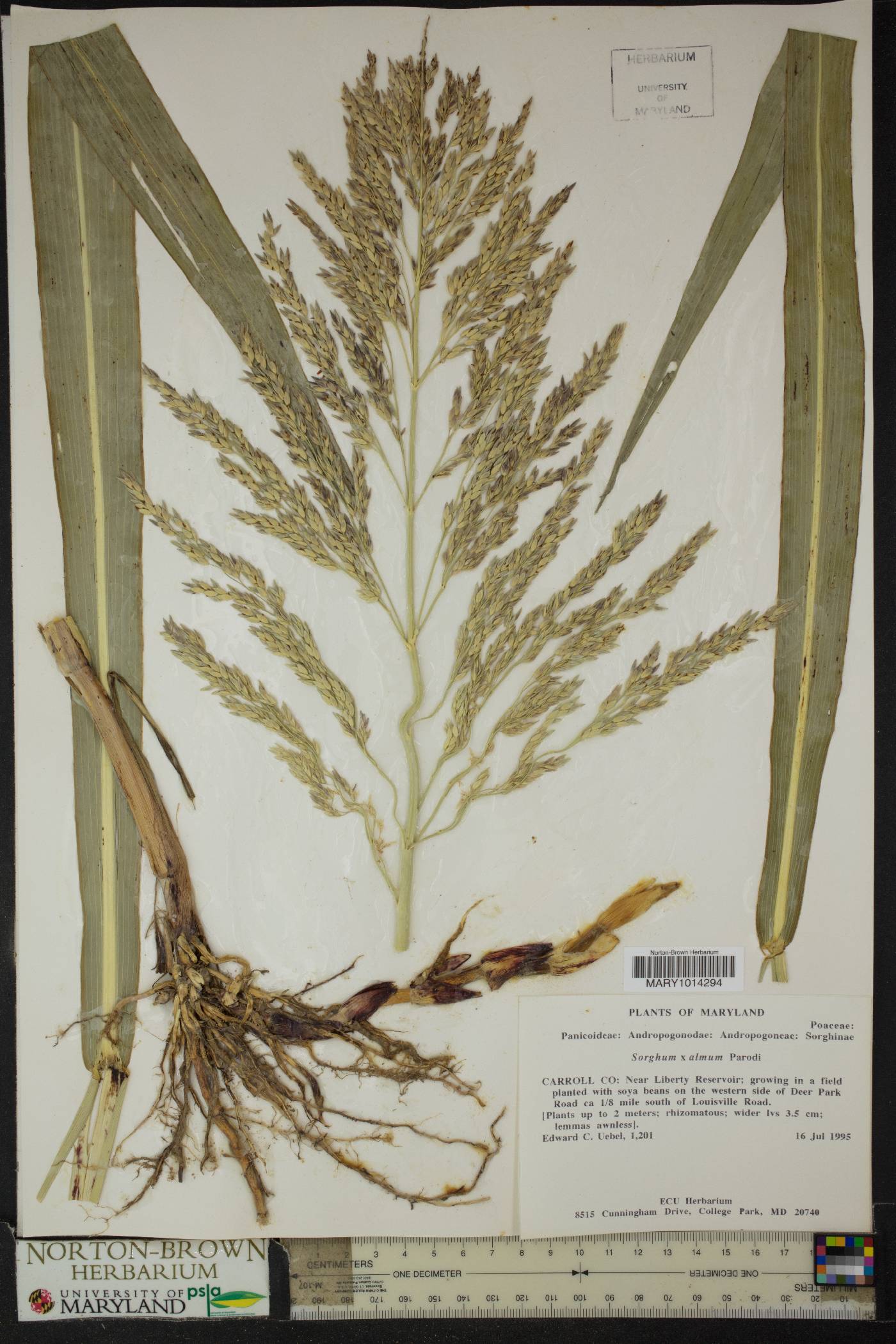 Sorghum x almum image