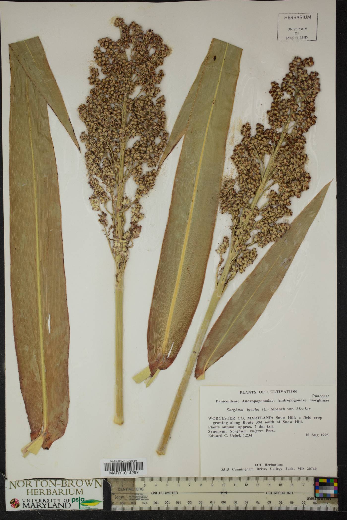 Sorghum bicolor var. bicolor image