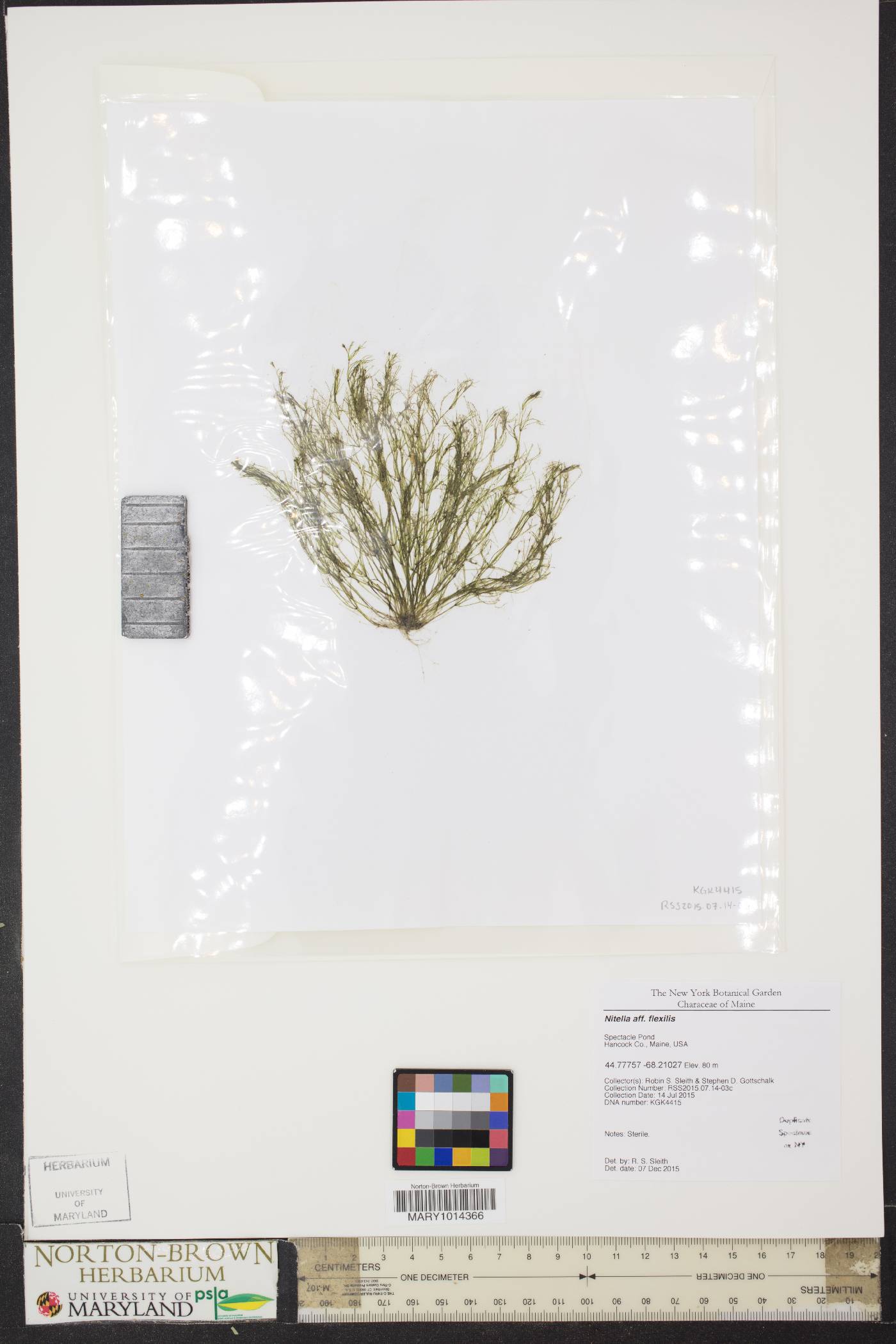 Nitella flexilis image