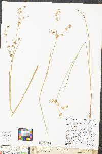 Juncus subcaudatus image