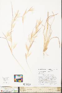 Andropogon ternarius image