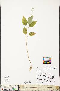 Circaea canadensis image