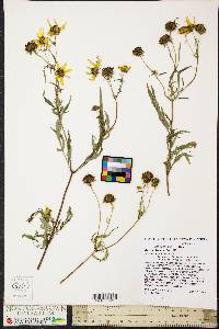 Bidens polylepis image