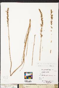 Spiranthes vernalis image