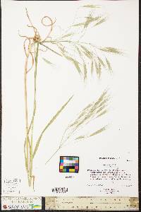 Bromus sterilis image