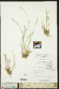 Dichanthelium acuminatum subsp. implicatum image