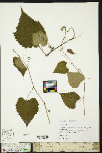 Vitis vulpina image