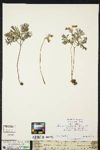 Dicentra canadensis image