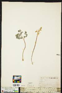 Dicentra cucullaria image