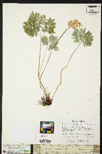 Dicentra cucullaria image