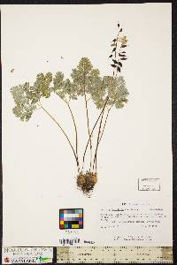 Dicentra cucullaria image