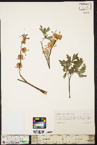 Dicentra eximia image