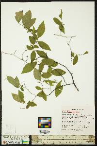 Leucothoe racemosa image