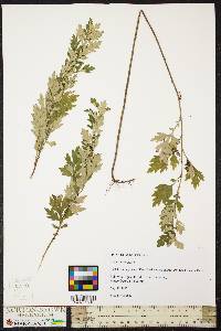 Artemisia vulgaris image