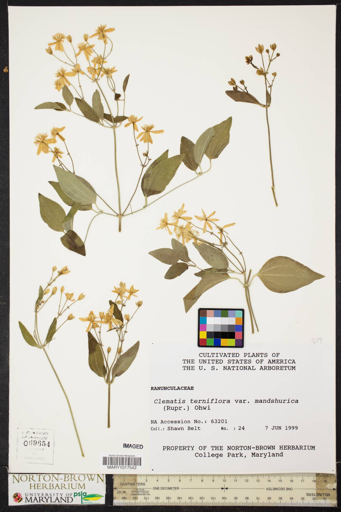 Clematis terniflora var. mandshurica image