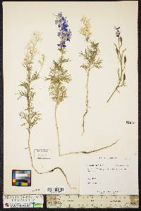 Delphinium ajacis image