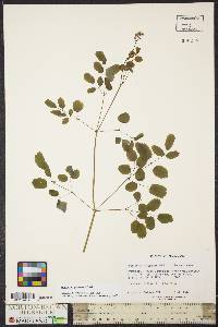 Thalictrum pubescens image